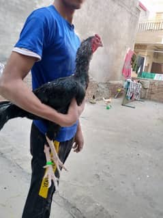 aseel hens urgent sale