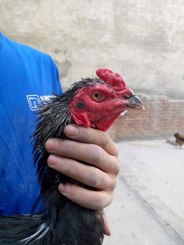 aseel hens urgent sale 1