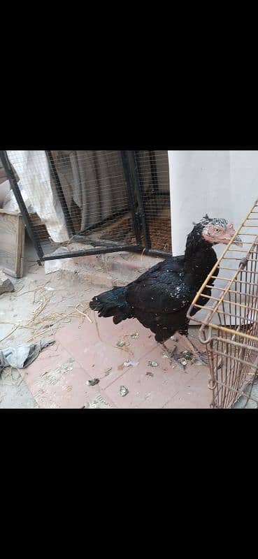 aseel hens urgent sale 2