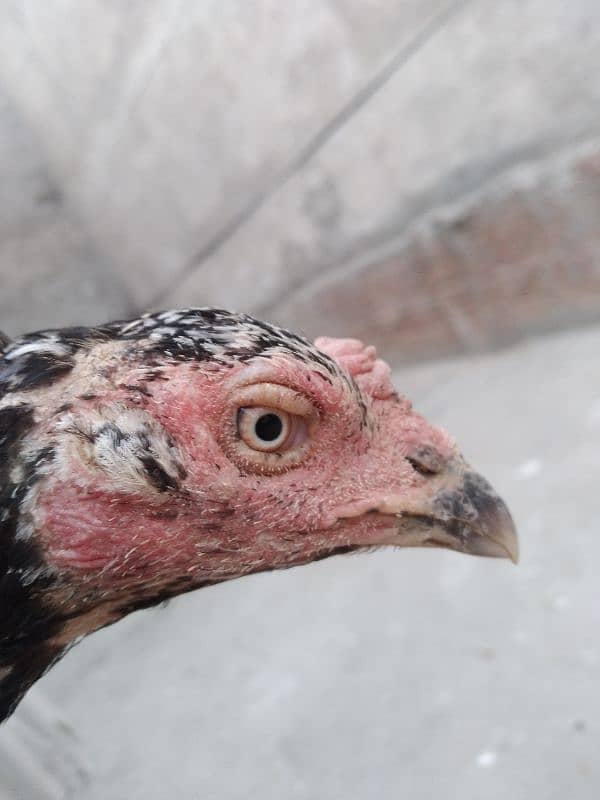 aseel hens urgent sale 4