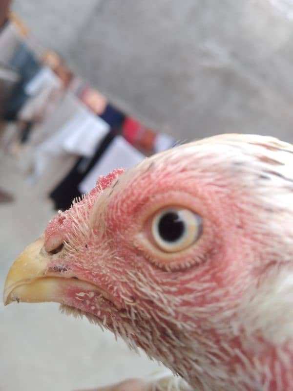 aseel hens urgent sale 6