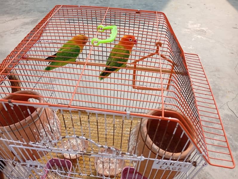 Lovebirds pair with cage sale Contect only serious Customrs03047306037 0