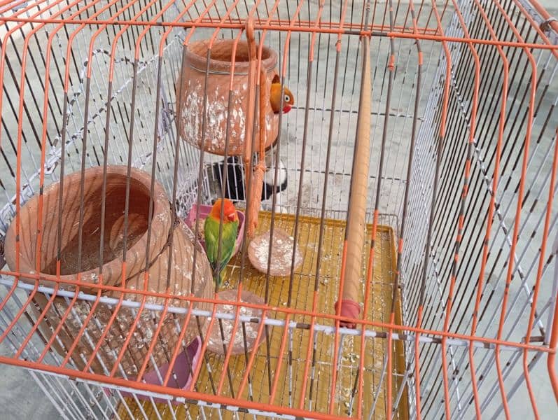 Lovebirds pair with cage sale Contect only serious Customrs03047306037 1