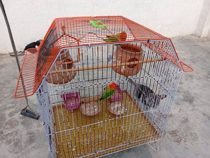 Lovebirds pair with cage sale Contect only serious Customrs03047306037 2