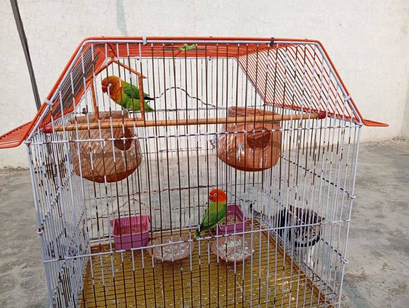 Lovebirds pair with cage sale Contect only serious Customrs03047306037 3