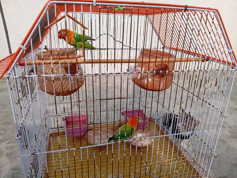 Lovebirds pair with cage sale Contect only serious Customrs03047306037 4