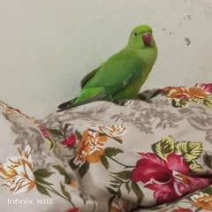 for sale parrot