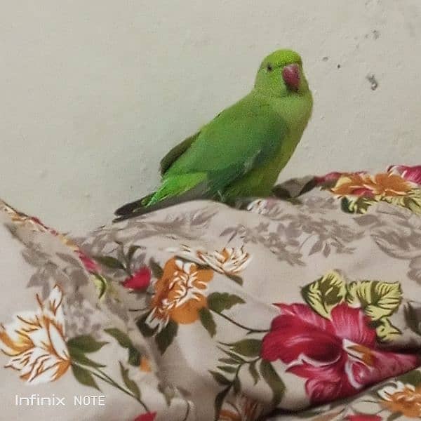 for sale parrot 0