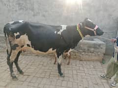 cow