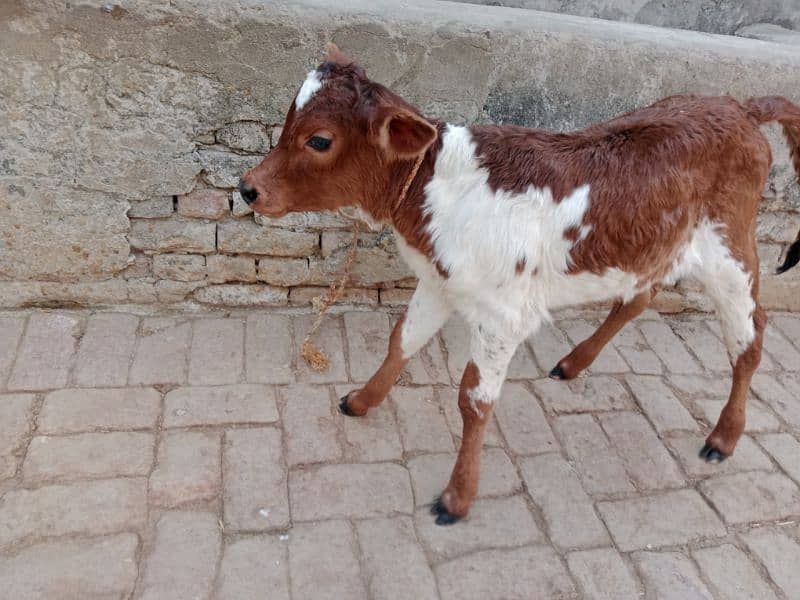 cow pure ferzion 03459752637 2