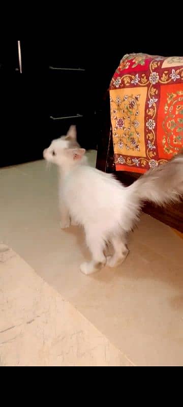 Persian cat 0