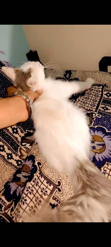 Persian cat 1