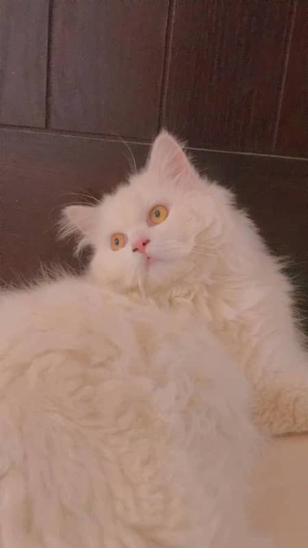 Persian Cat For Sale 0