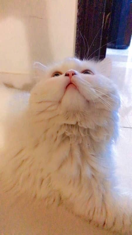 Persian Cat For Sale 2