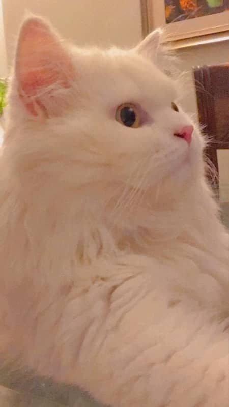 Persian Cat For Sale 3