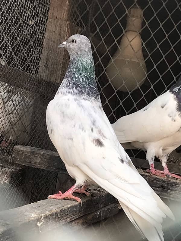 pure Ali wali breed pair 3500 per piece 1