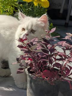 white male Persian triple coat kitten litter trained (very friendly)