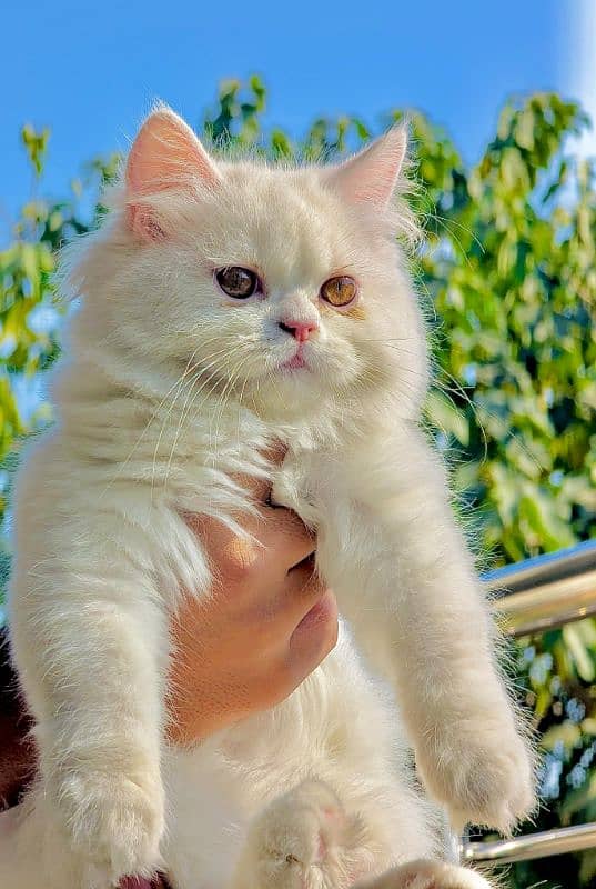 white male Persian triple coat kitten litter trained (very friendly) 1