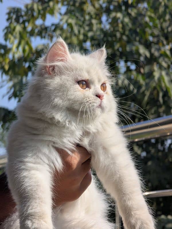 white male Persian triple coat kitten litter trained (very friendly) 2