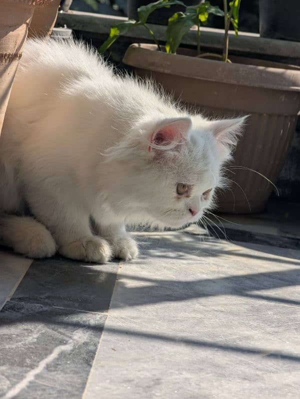 white male Persian triple coat kitten litter trained (very friendly) 4