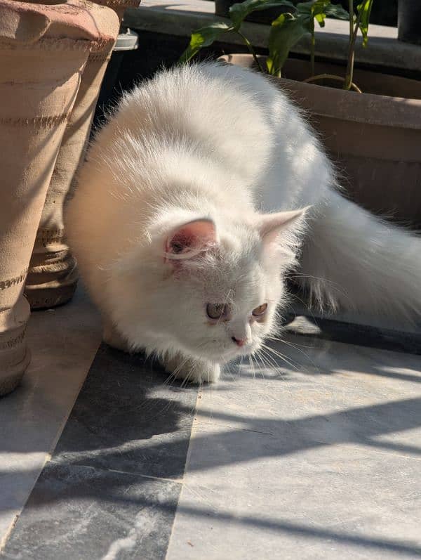 white male Persian triple coat kitten litter trained (very friendly) 5