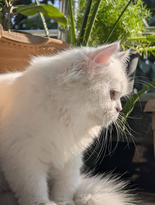 white male Persian triple coat kitten litter trained (very friendly) 6