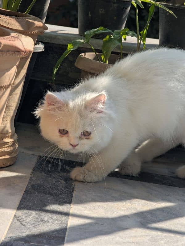 white male Persian triple coat kitten litter trained (very friendly) 7