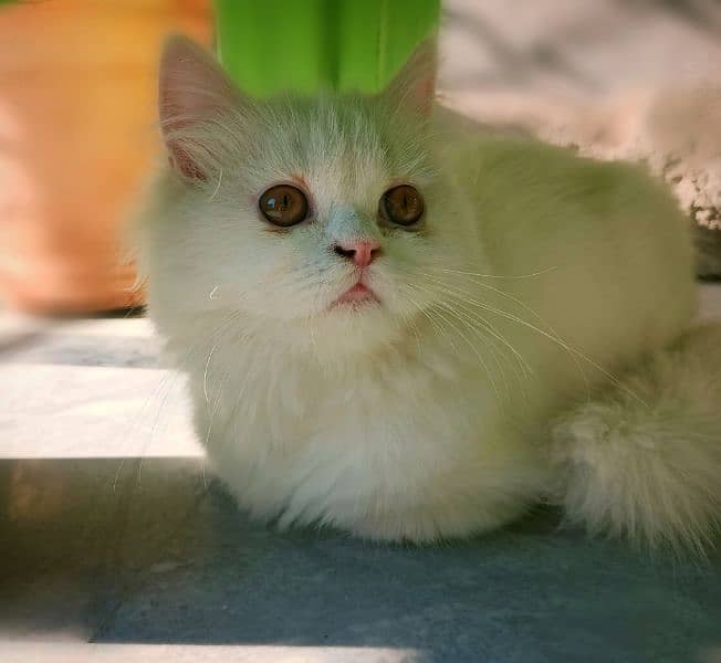 white male Persian triple coat kitten litter trained (very friendly) 8