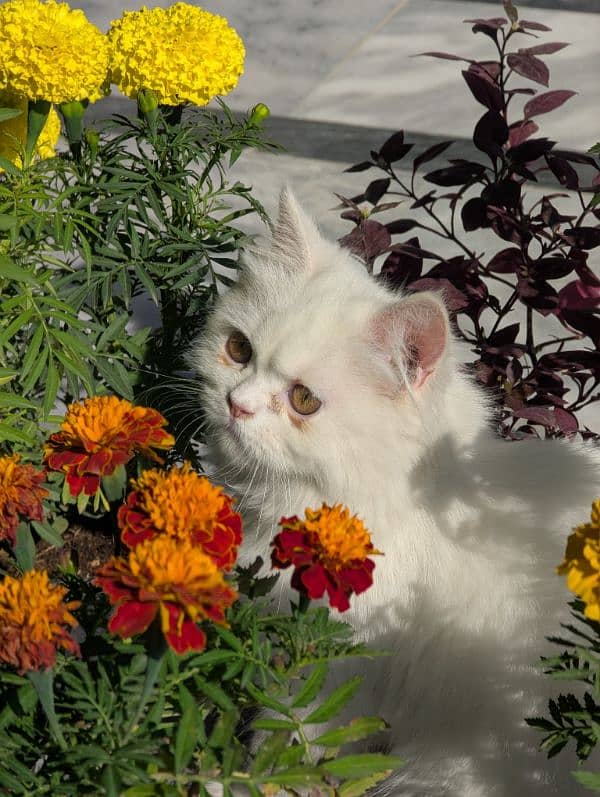 white male Persian triple coat kitten litter trained (very friendly) 9