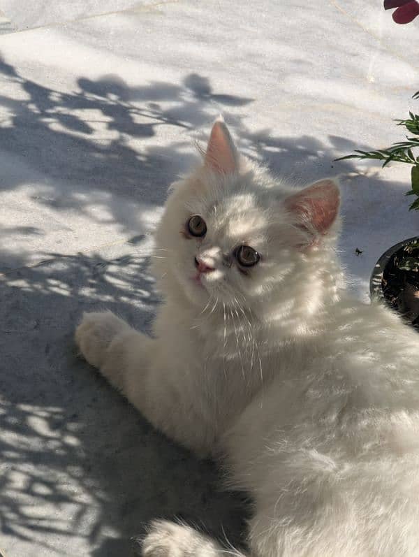 white male Persian triple coat kitten litter trained (very friendly) 10