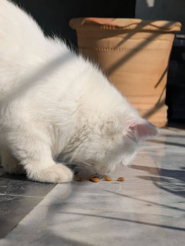 white male Persian triple coat kitten litter trained (very friendly) 11