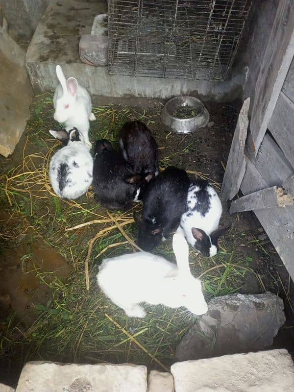 breeder red & black eyes rabbit 0