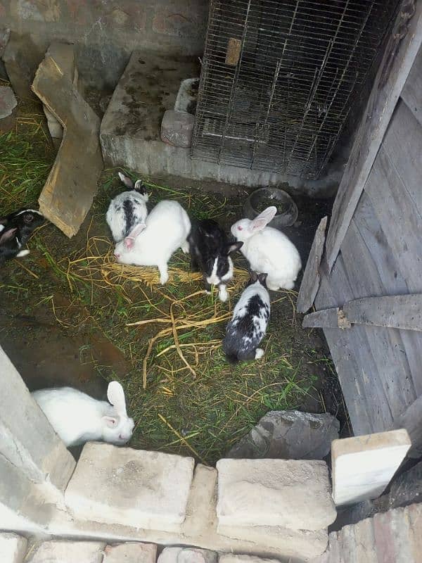 breeder red & black eyes rabbit 1