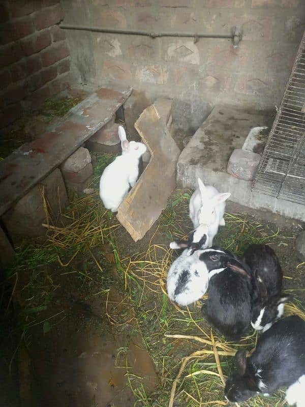 breeder red & black eyes rabbit 3