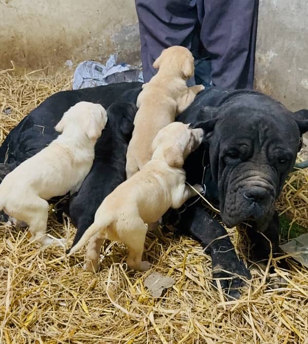 Cane corso Straw/white Huge Size 1