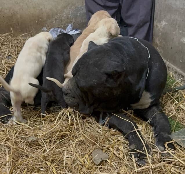 Cane corso Straw/white Huge Size 2