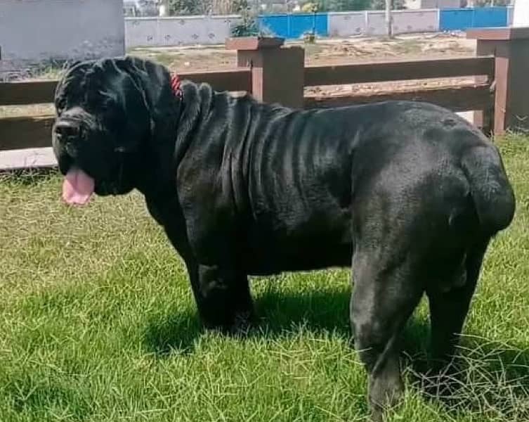 Cane corso Straw/white Huge Size 3