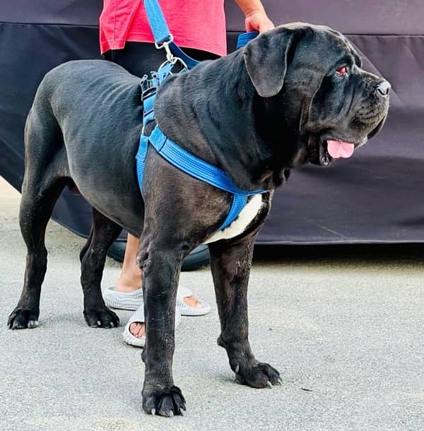 Cane corso Straw/white Huge Size 4