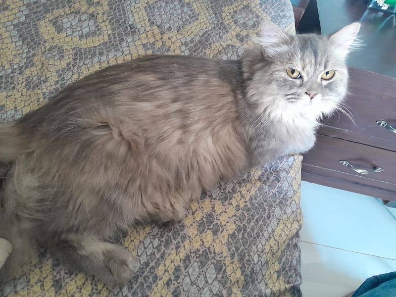 Grey Persian female Cat 0