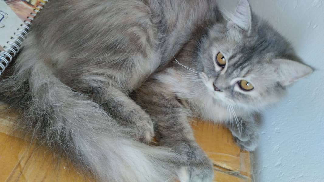 Grey Persian female Cat 1