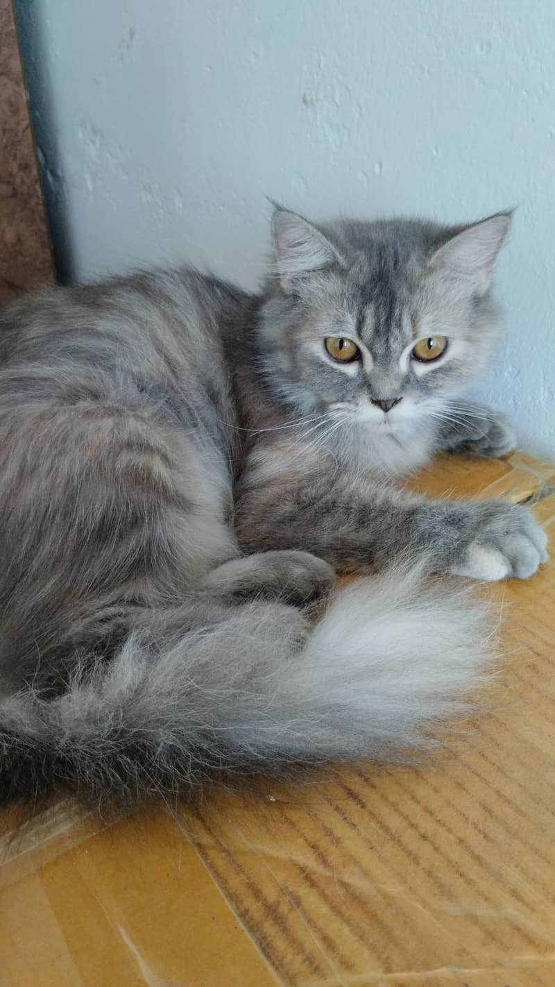 Grey Persian female Cat 2