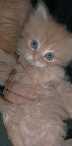 38 days kitten golden brown color