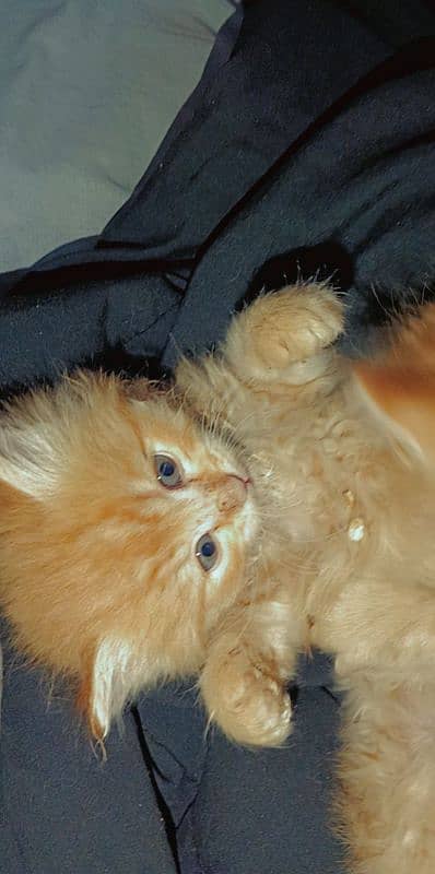 38 days kitten golden brown color 1