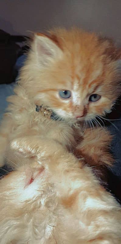 38 days kitten golden brown color 3