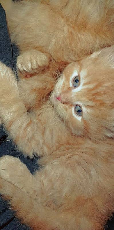 38 days kitten golden brown color 4