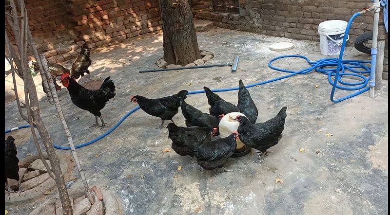 australorp hens 0