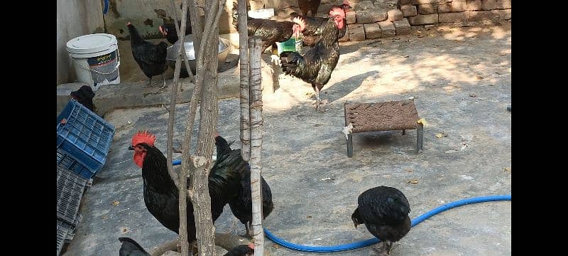 australorp hens 2