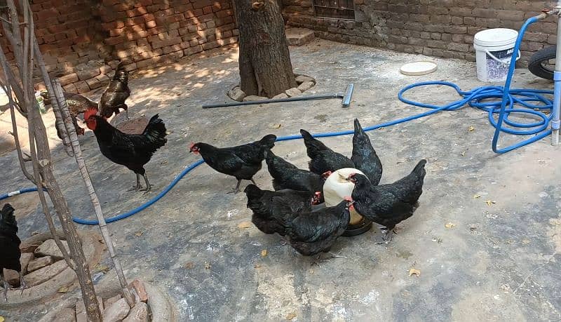 australorp hens 3