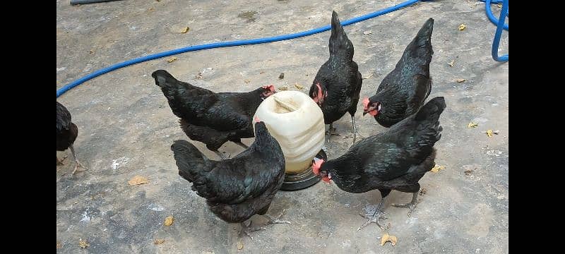 australorp hens 5