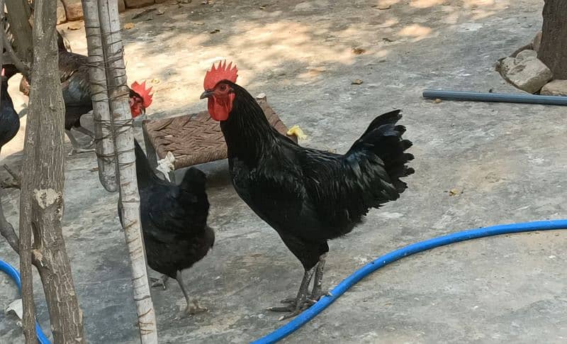 australorp hens 6